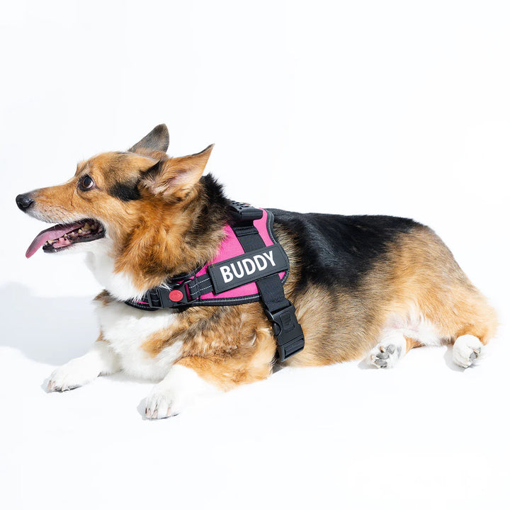 Anti-Choke Dog Harness